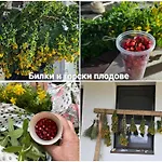 Guest house меча стъпка