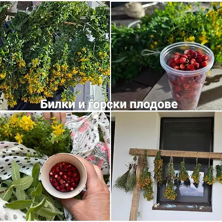 Guest house меча стъпка
