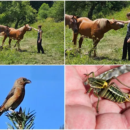 Guest house меча стъпка