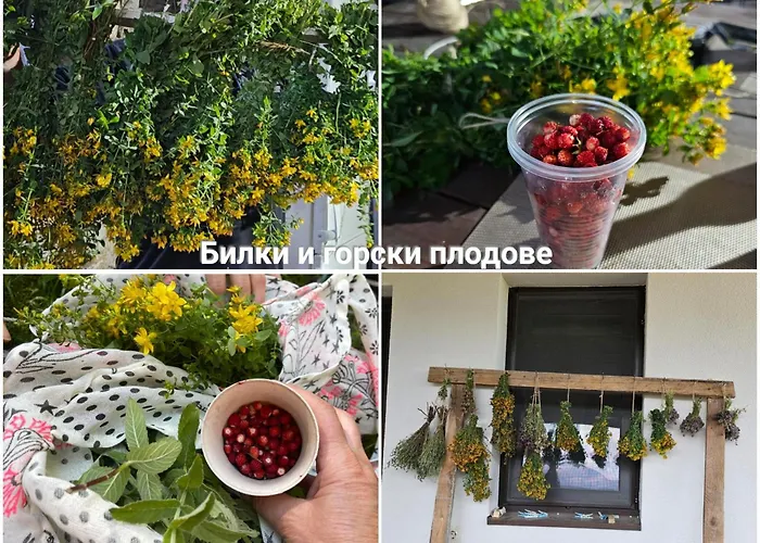 Guest house меча стъпка