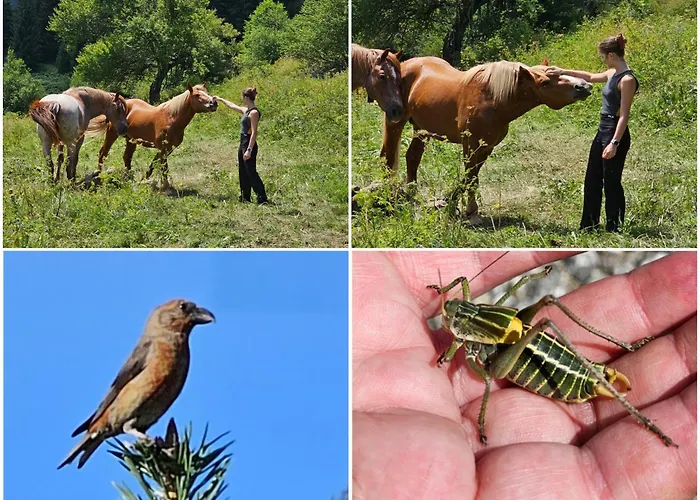 Guest house меча стъпка